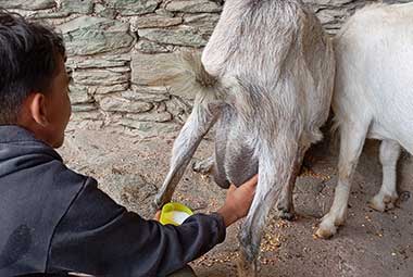 Άρμεγμα κατσίκας στη φάρμα Λουμίδη με τα ζώα στη Σίφνο
