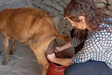 Άρμεγμα κατσίκας στη φάρμα Λουμίδη με τα ζώα στη Σίφνο