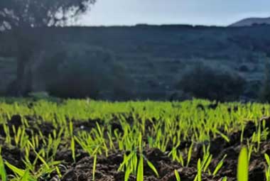 οι καλλιέργειες στην φάρμα Λουμίδη στη Σίφνο