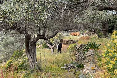 οι καλλιέργειες στην φάρμα Λουμίδη στη Σίφνο