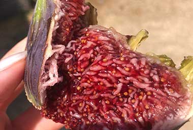 οι καλλιέργειες στην φάρμα Λουμίδη στη Σίφνο