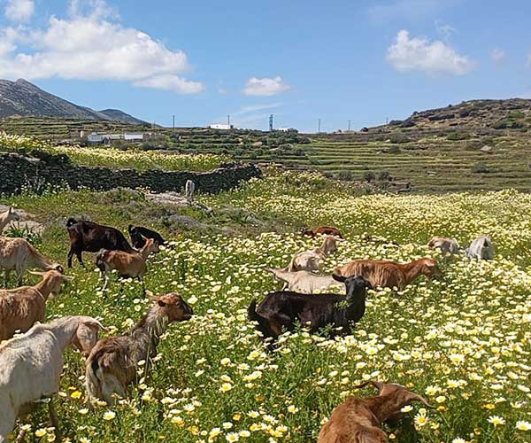 τα ζώα ζουν ελεύθερα, χαρούμενα στη φάρμα